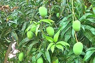 mango producers ratnagiri, ratnagiri mango