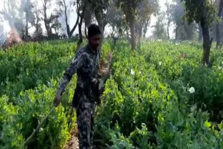 Ranchi Police, Opium cultivation in Ranchi, SSP Anish Gupta, Namkum Police Station Incharge Praveen Kumar, रांची पुलिस, रांची में अफीम की खेती, एसएसपी अनीश गुप्ता, नामकुम थाना प्रभारी प्रवीण कुमार