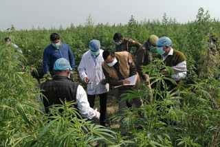 dead body of a youth found in a mustard field in farrukhabad