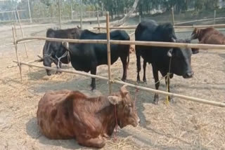 cow trafficking in Jalpaiguri