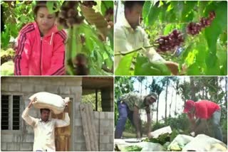 kodagu-district-journalists-association-coffee-harvesting-competition