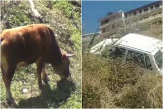 people face problem due to bull in shimla