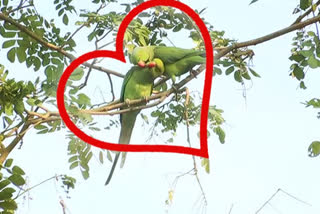Two parrots wandered on a huge tree