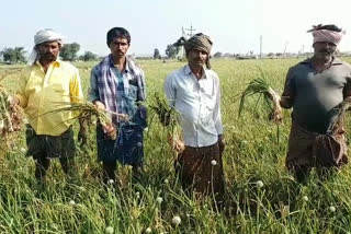 fake seeds at kurnool