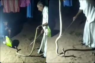 cobra captured near home at tota bengre