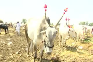 dharawada Cattle Fair