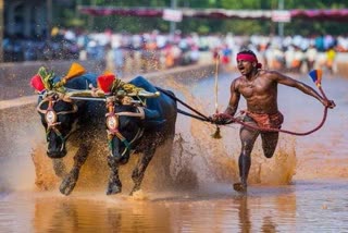 Shrinivasa gowda ran 142.5 meters in just 13.62 seconds in Ikala kambalothsava