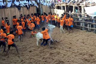 jallikattu in natham for St Antony festival