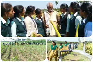 agriculture students went to paddy farms at thotlavalluru in krishna district