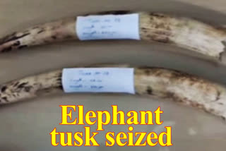 Elephant tusks seized