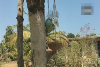 Children in Karnataka school make food stop for birds