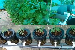 ajmer news  in ajmer vegetables  vegetables can grow at home  without soil and soil  israeli hydroponic system  vegetable news