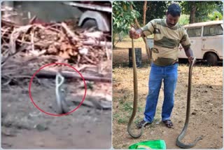 snake-mating-in-mysore-video