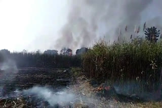 Sugarcane crop caught fire