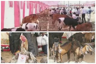 animal exhibition lakhni