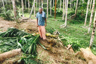 കാട്ടാനക്കൂട്ടം  elephant attack  kasaragod  kasaragod news  കൃഷി നശിപ്പിച്ചു  കാസര്‍കോട്  കാസര്‍കോട് വാര്‍ത്ത