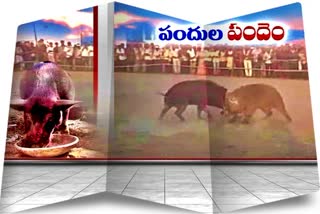 pig competition at aiza mandal in jogulamba gadwal district