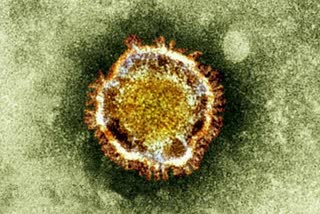 coronavirus covid-19