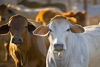 new schemes for animal husbandry haryana