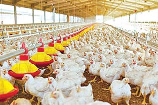 Indian poultry industry