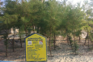 തീര സംരക്ഷണം  കാറ്റാടി മരങ്ങൾ  ആലപ്പുഴ  alapuzha  coastal protection  Wind trees