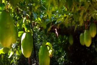 Housewives succeed in aerial cucumber farming  ആകാശ വെള്ളരി കൃഷിയിൽ വിജയം കൊയ്‌ത് വീട്ടമ്മ