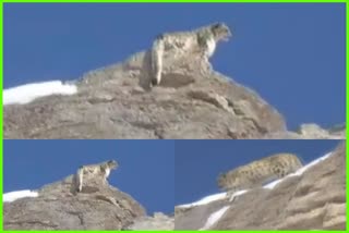snow-leopard-spotted-in-lahaul-spiti-valley-of-himachalpradesh