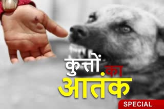 Dogs panic in Chatra, dogs bite many people in Chatra, Municipal Corporation Chatra, Chatra Sadar Hospital, चतरा में कुत्तों का आतंक, चतरा में कुत्तों ने कई लोगों को काटा, नगर निगम चतरा, चतरा सदर अस्पताल