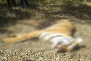 manika mla raised questions on tiger death in betla national park