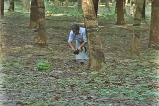 kanyakumari rubber workers