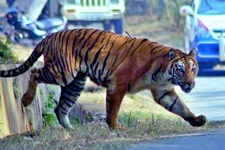 tiger attacked on a bull in adilabad district