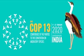 rajasthan-state-bird-godavan-will-be-discussed-in-international-conference-cop-13-india