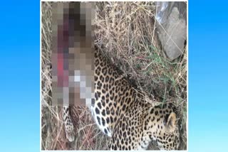 leopard dies in nashik