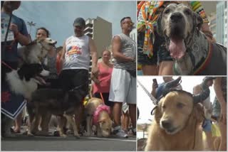 dozens-of-costumed-dogs-participated-in-the-traditional-blocao-sundaya-dog-parade-on-sunday