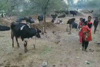 DDA's park became a tabernacle of cow