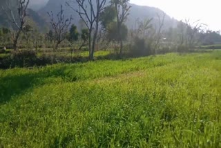 Wheat and mustard crop