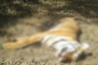Park closed after death of tigress in Betla National Park