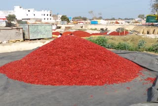 Bedia Mirchi mandi is exported to abroad