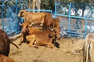 Kamal Nath government will open cow sanctuary in the state