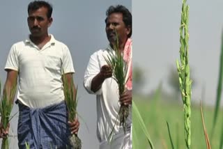 Anxiety among Yadgiri  farmers