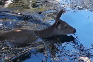 forest-department-rescues-deer-life-in-hoshangabad