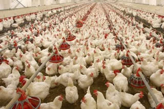 Poultry Products are safe From Coronavirus says WHO