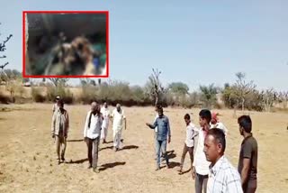 नागौर में 85 मोरों की मौत, Case of death of 85 peacocks