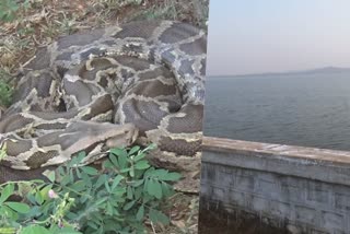 erode bhavanisagar dam cobras roams in that surroundings