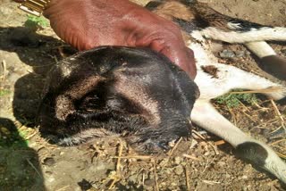 two-heads-sheep-birth-in-chitradurga