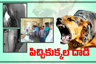 20-people-were-injured-in-a-dog-attack-at-ainavolu-warangal-urban-district