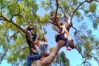 people protest by climing on trees