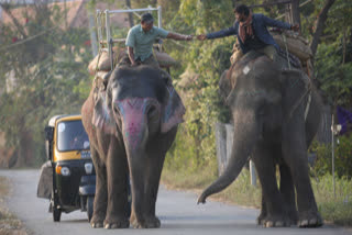 246 elephants have died in Odisha since 2016: Minister