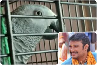 parrot-wished-to-actor-darshan-birthday-wishes