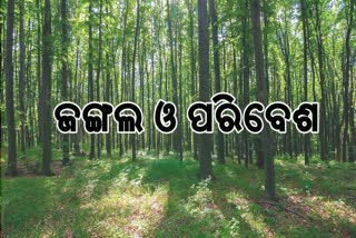 _ forest development in odisha budget